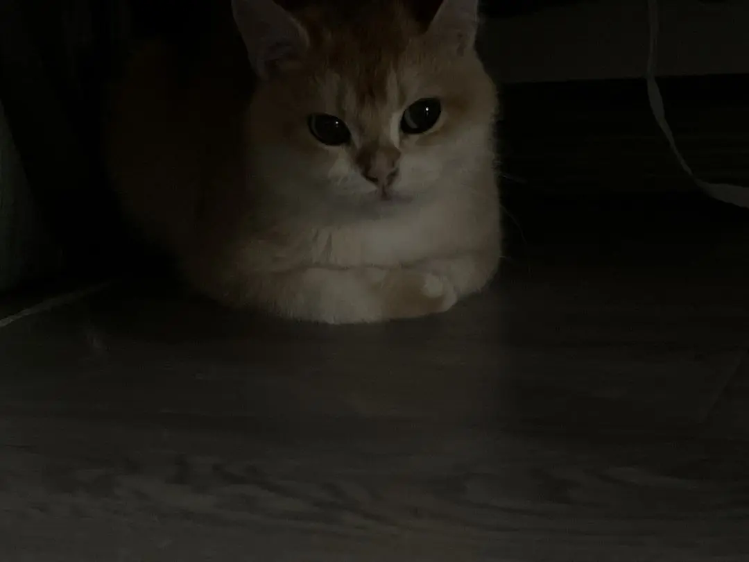 朋友家里的可爱猫咪