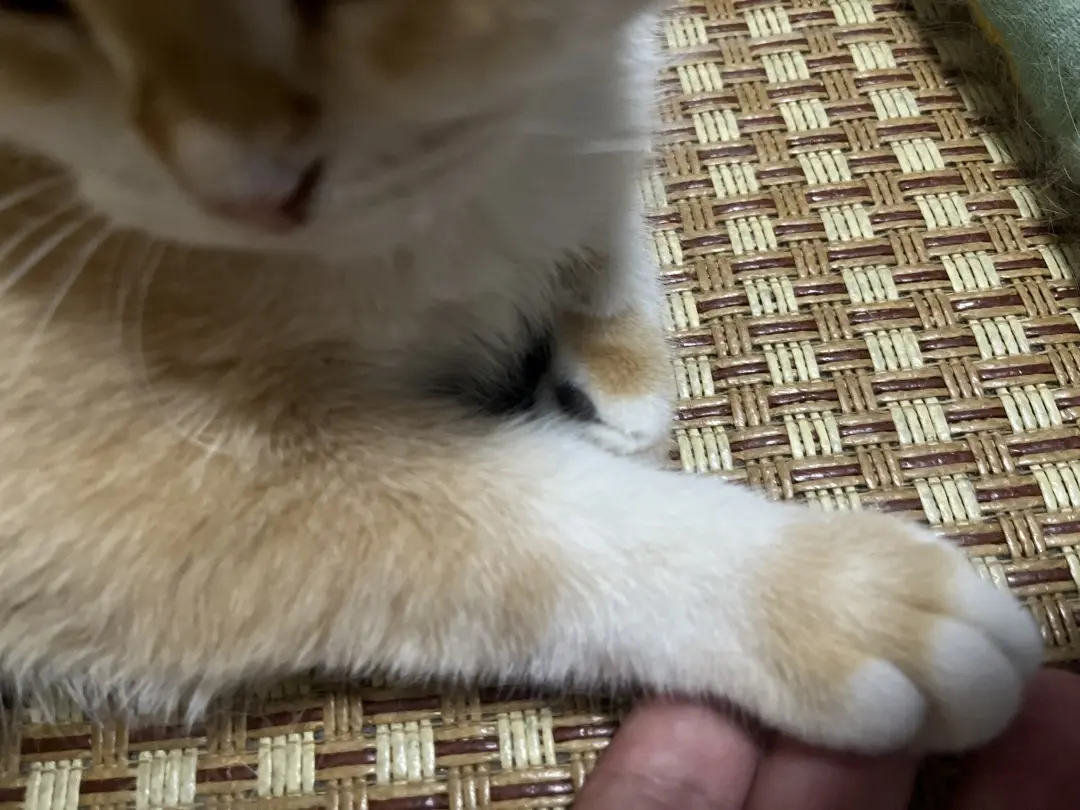 朋友家里的可爱猫咪