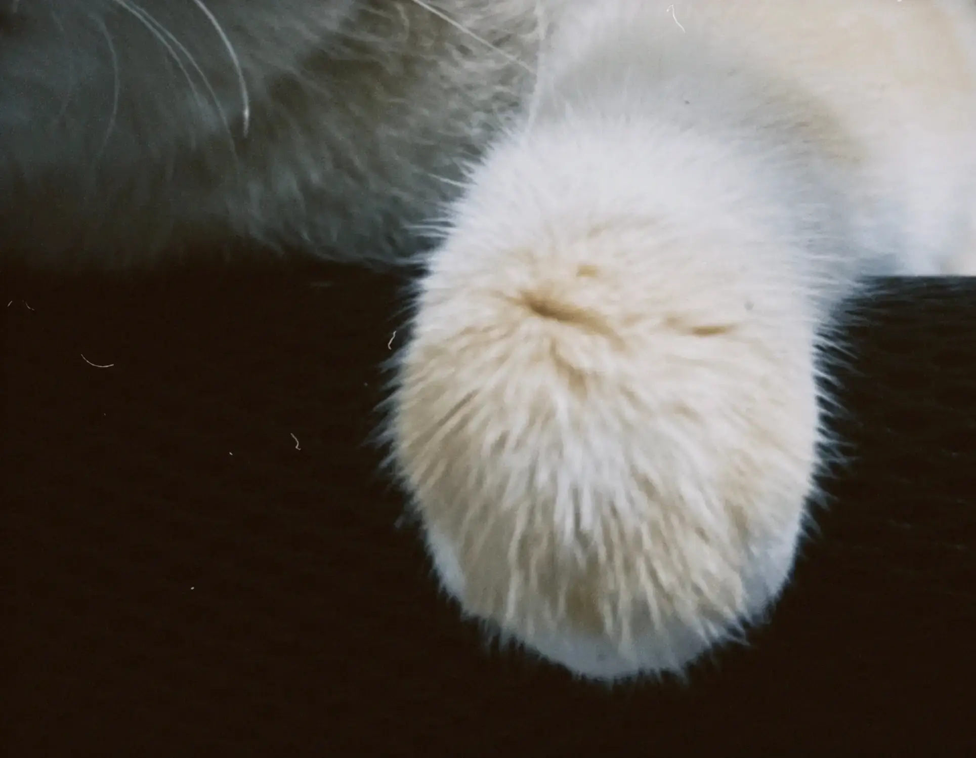 朋友家里的可爱猫咪