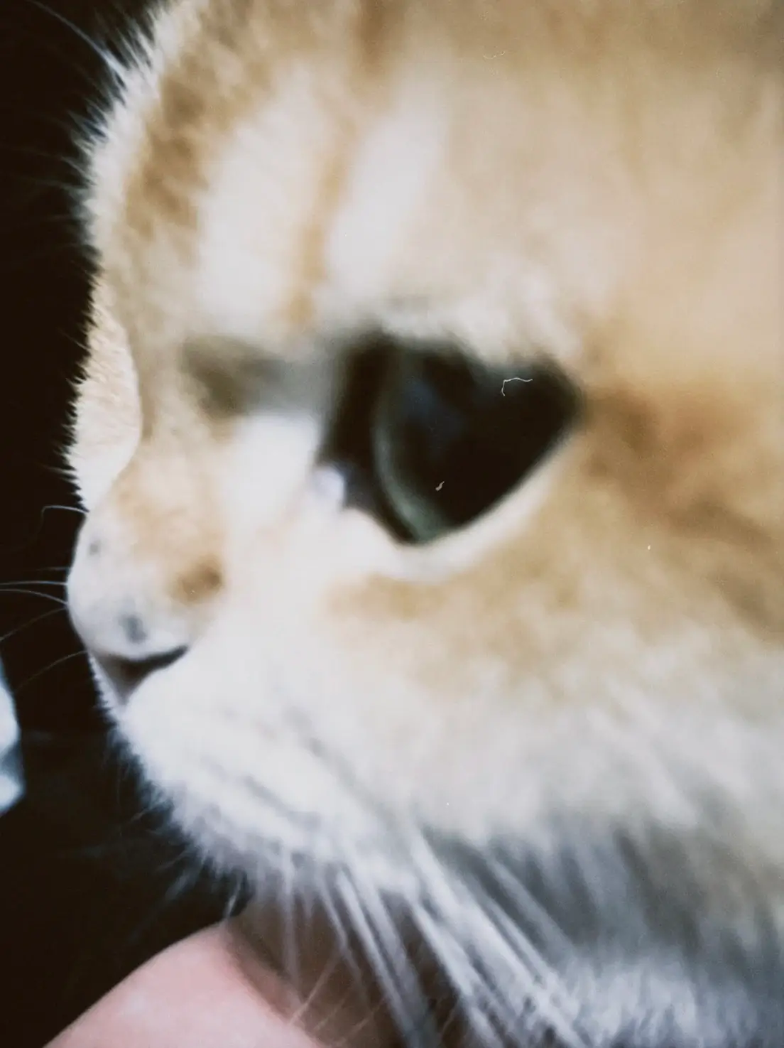 朋友家里的可爱猫咪